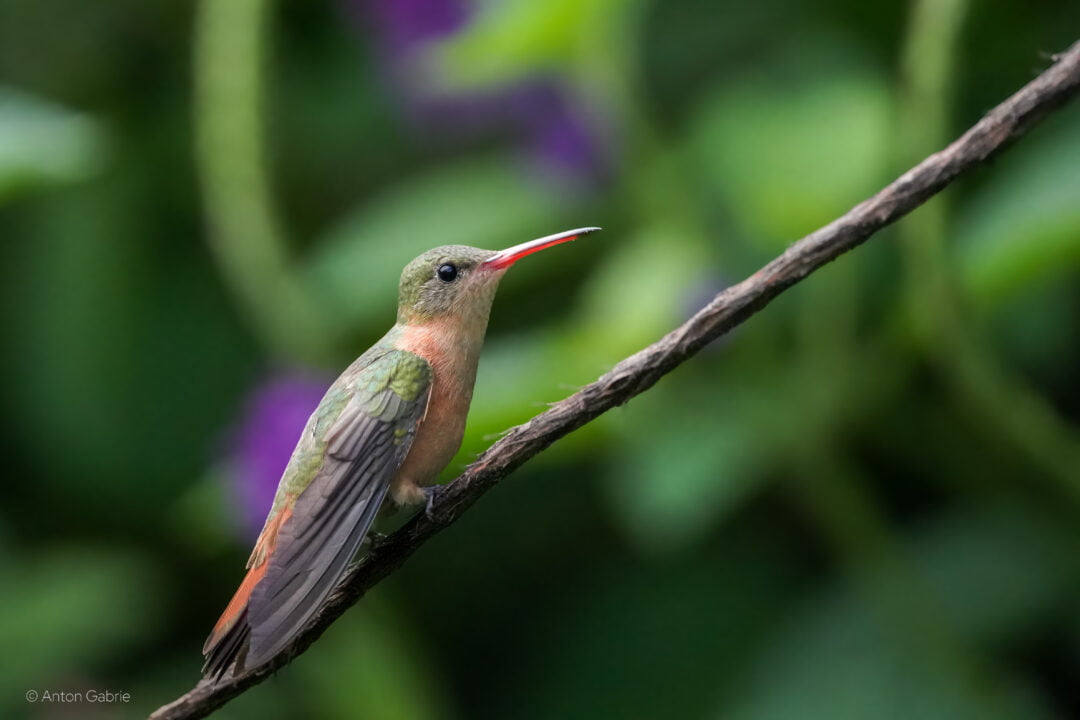 DSC08273 Cinnamon Hummingbird perched in a branch.